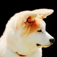 Pozitif Köpek Eğitimi