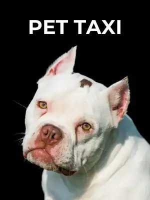 Pet Taxi