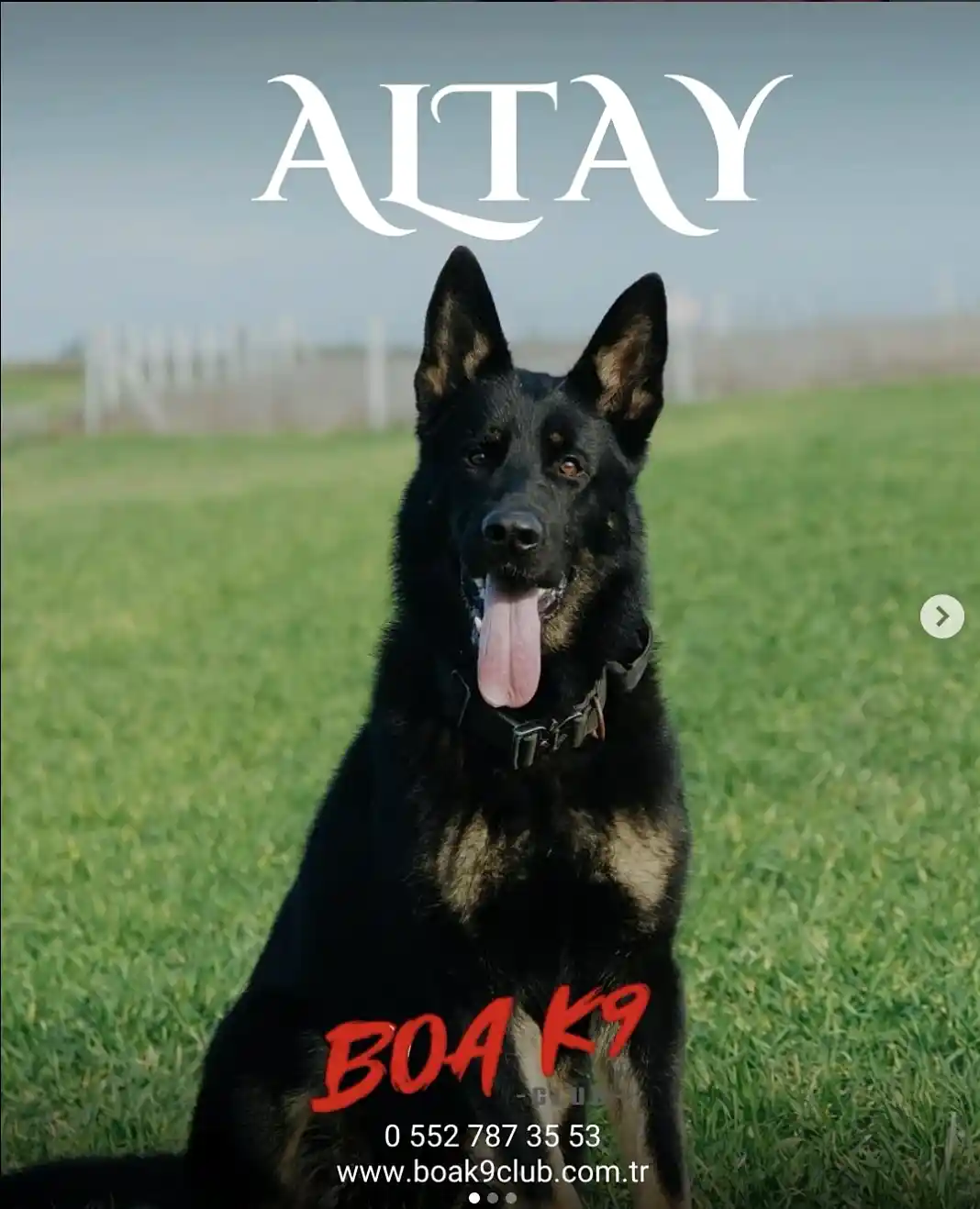 Altay