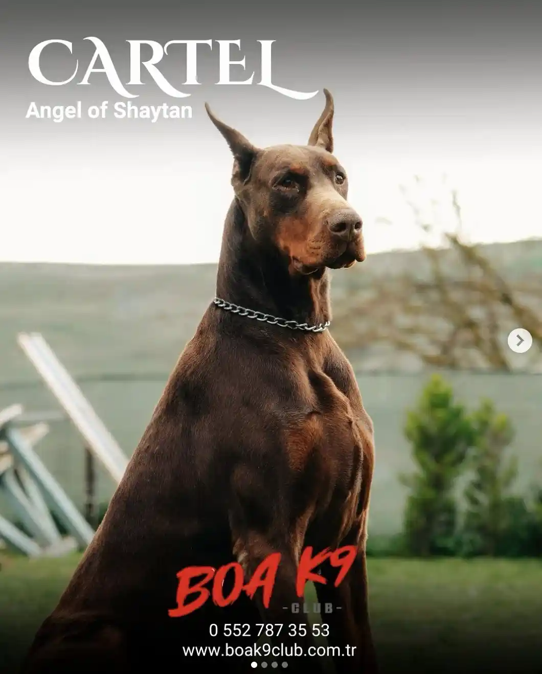 Cartel Angel of Shaytan